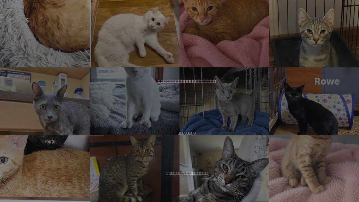 Cats for Adoption in Hampton, Virginia