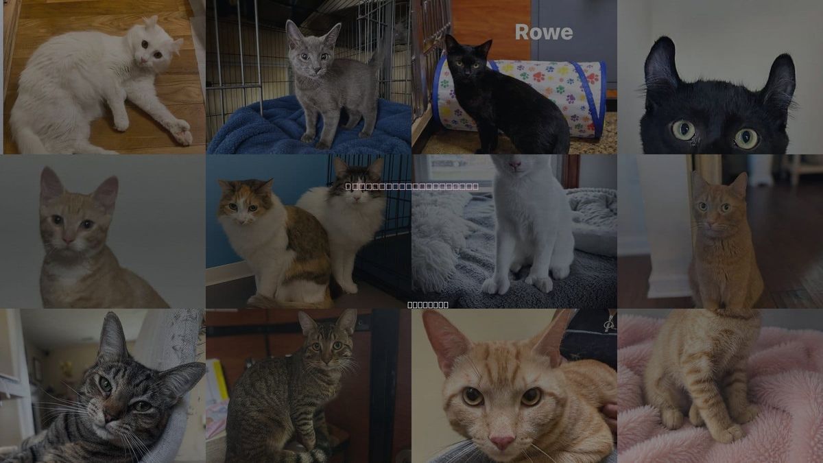 Cats for Adoption in Hampton, Virginia