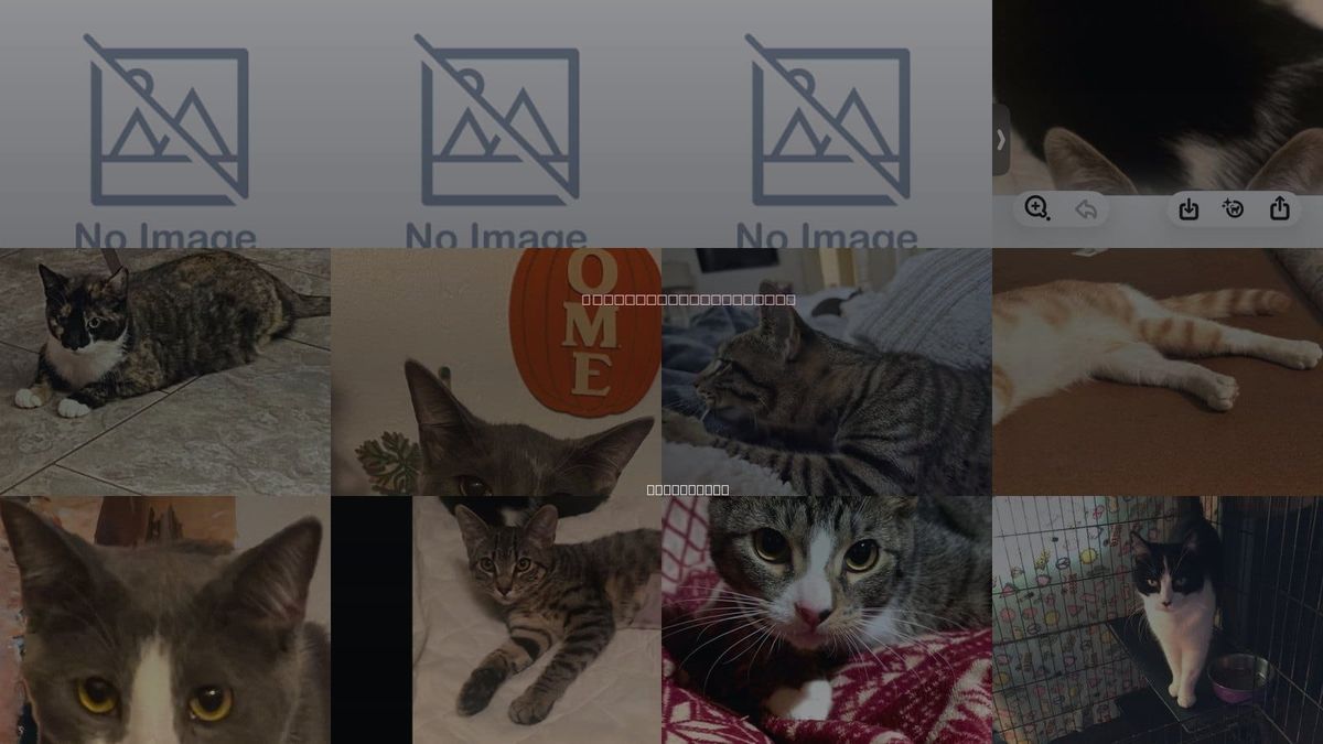 Cats for Adoption in Hanford, California