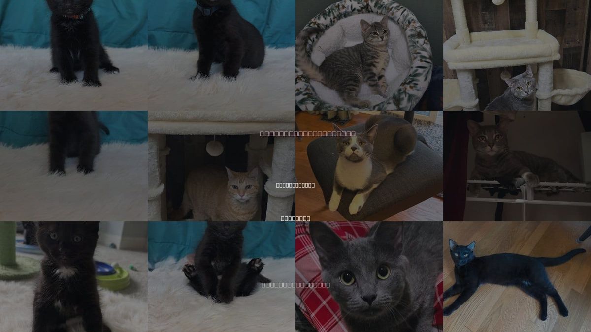Cats for Adoption in Hanover Park, Illinois