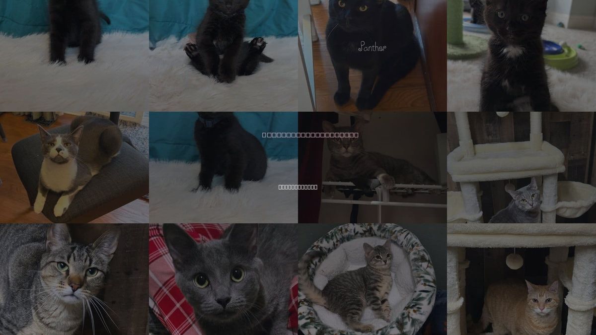 Cats for Adoption in Hanover Park, Illinois