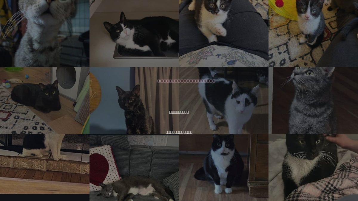 Cats for Adoption in Harrisburg, Pennsylvania