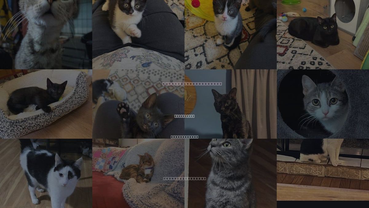Cats for Adoption in Harrisburg, Pennsylvania