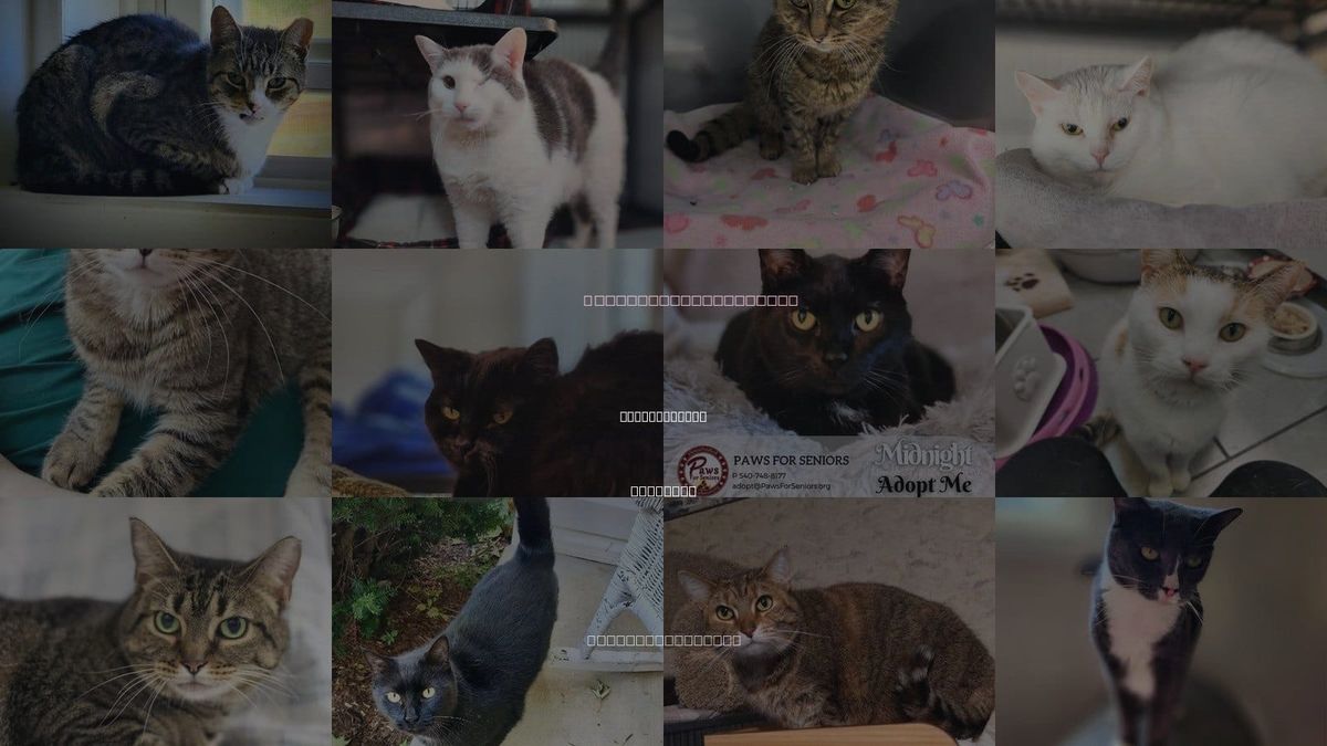Cats for Adoption in Harrisonburg, Virginia