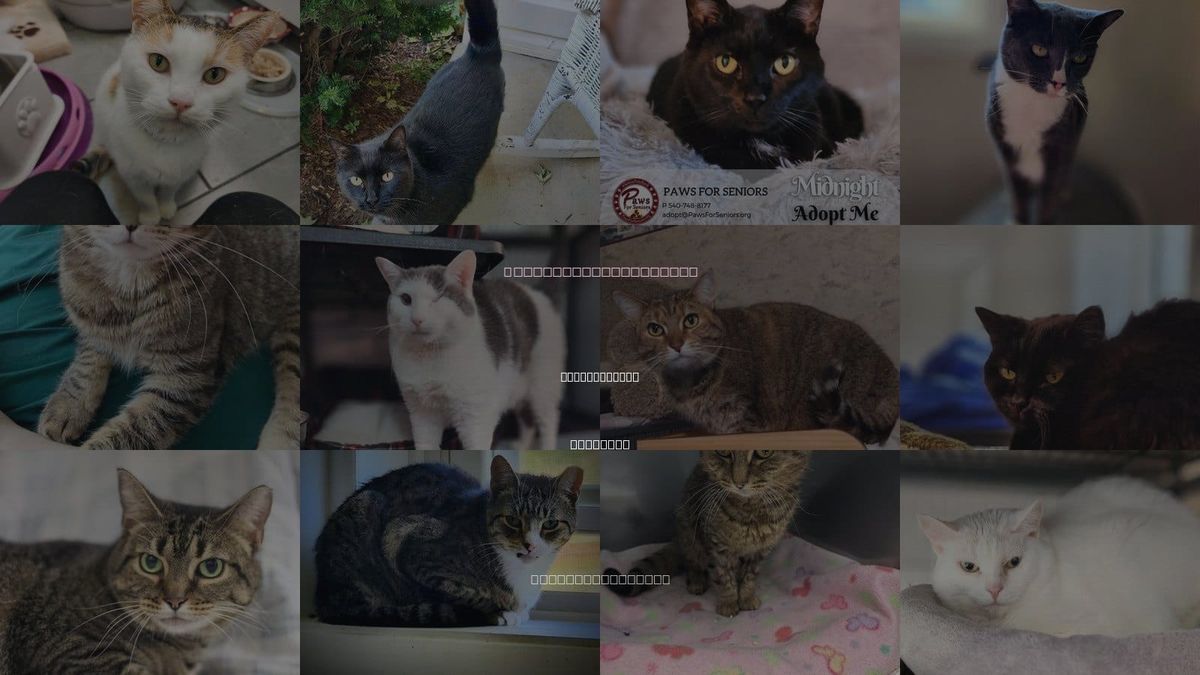 Cats for Adoption in Harrisonburg, Virginia