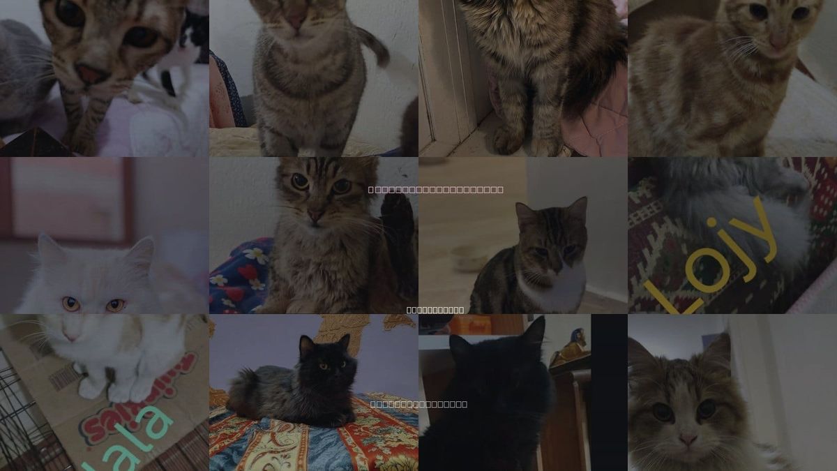 Cats for Adoption in Hartford, Connecticut