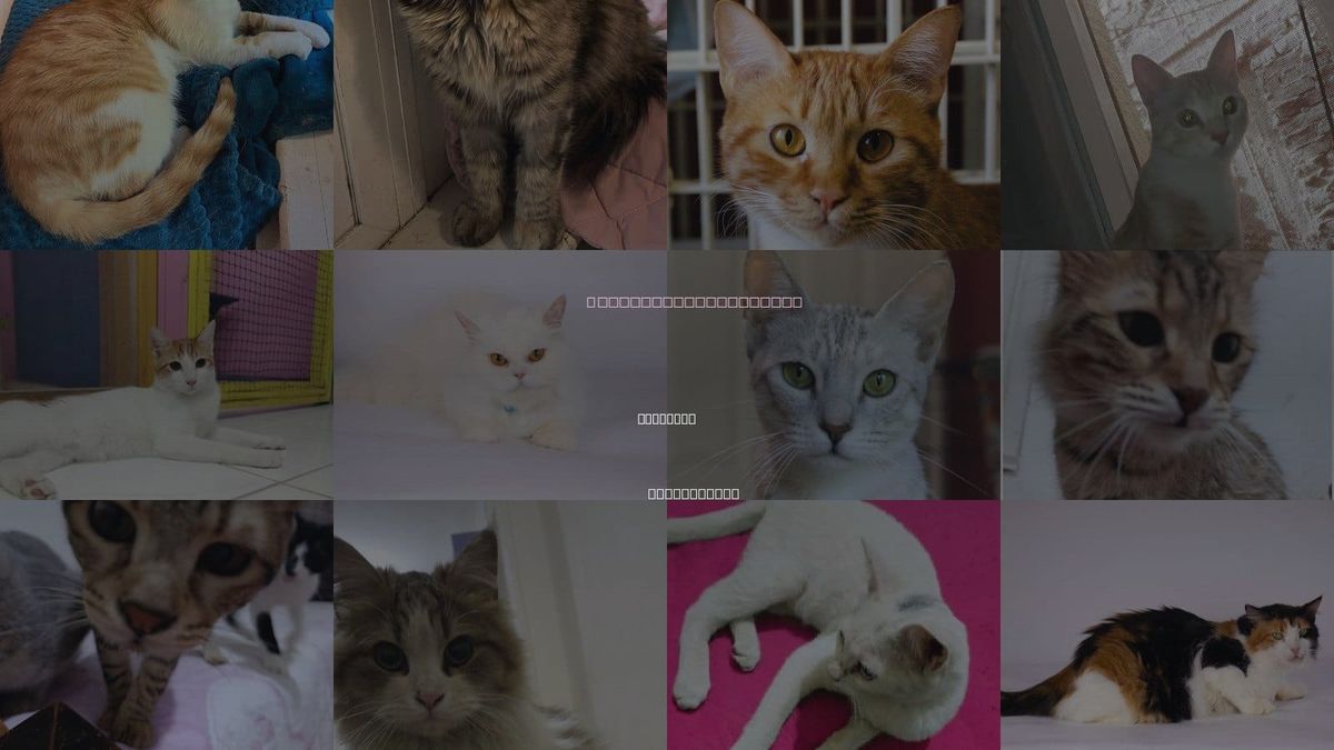 Cats for Adoption in Hartford, Connecticut