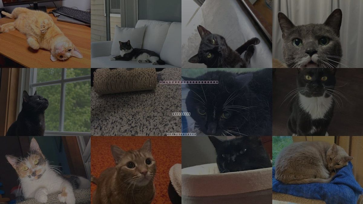 Cats for Adoption in Haverhill, Massachusetts