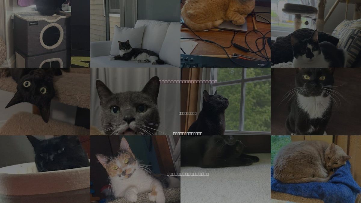 Cats for Adoption in Haverhill, Massachusetts