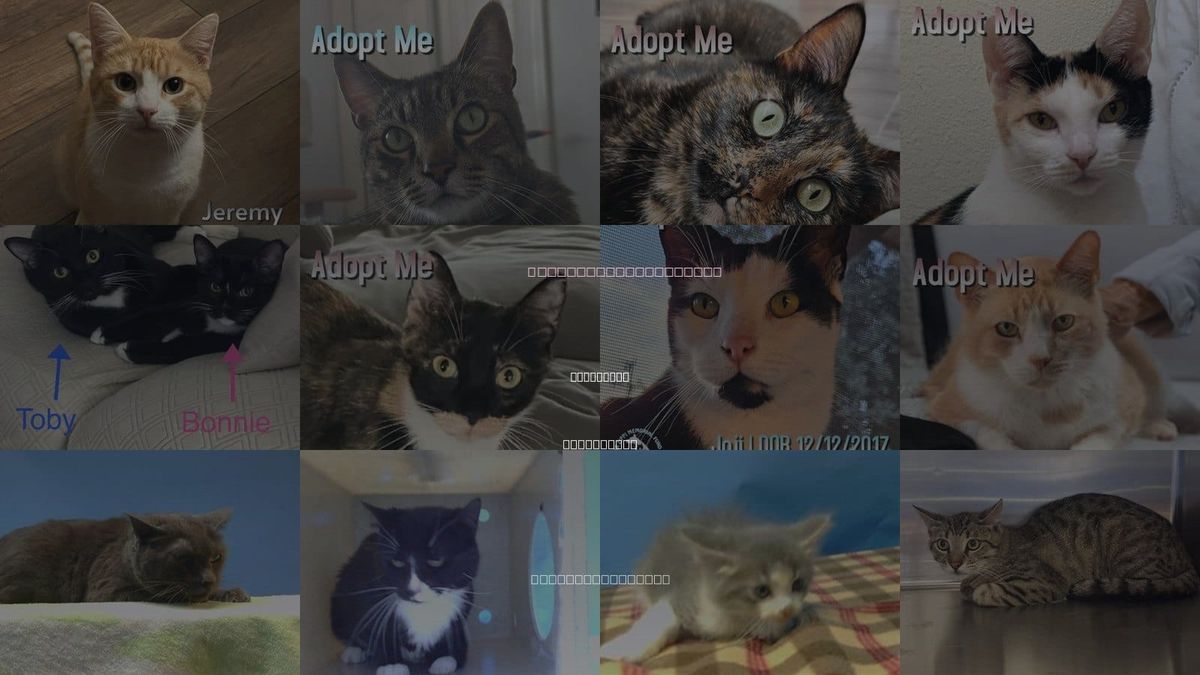 Cats for Adoption in Hawthorne, California