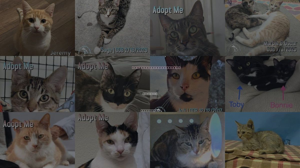 Cats for Adoption in Hawthorne, California