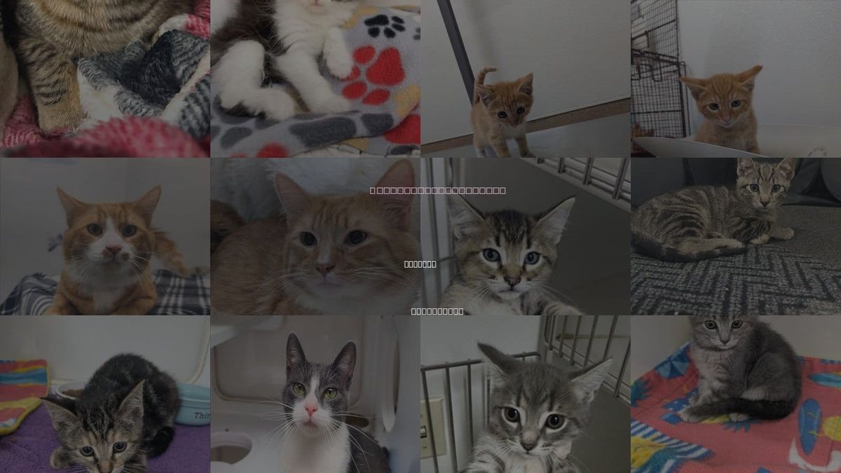 Cats for Adoption in Hayward, California