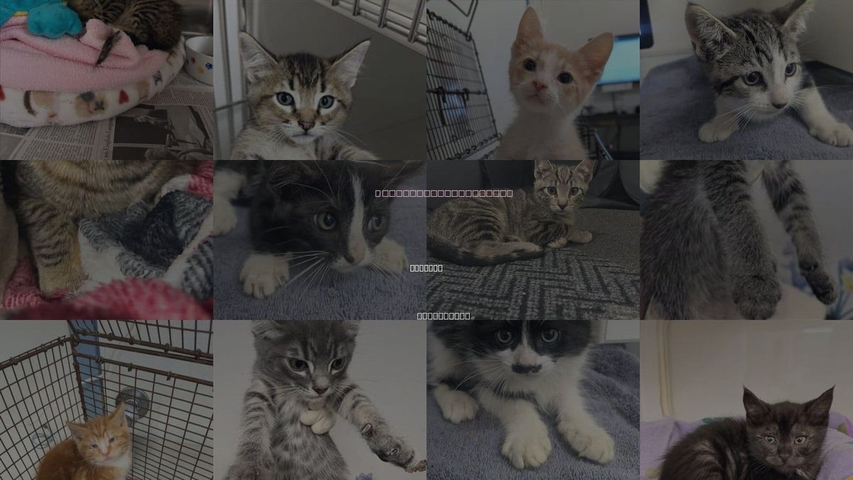 Cats for Adoption in Hayward, California