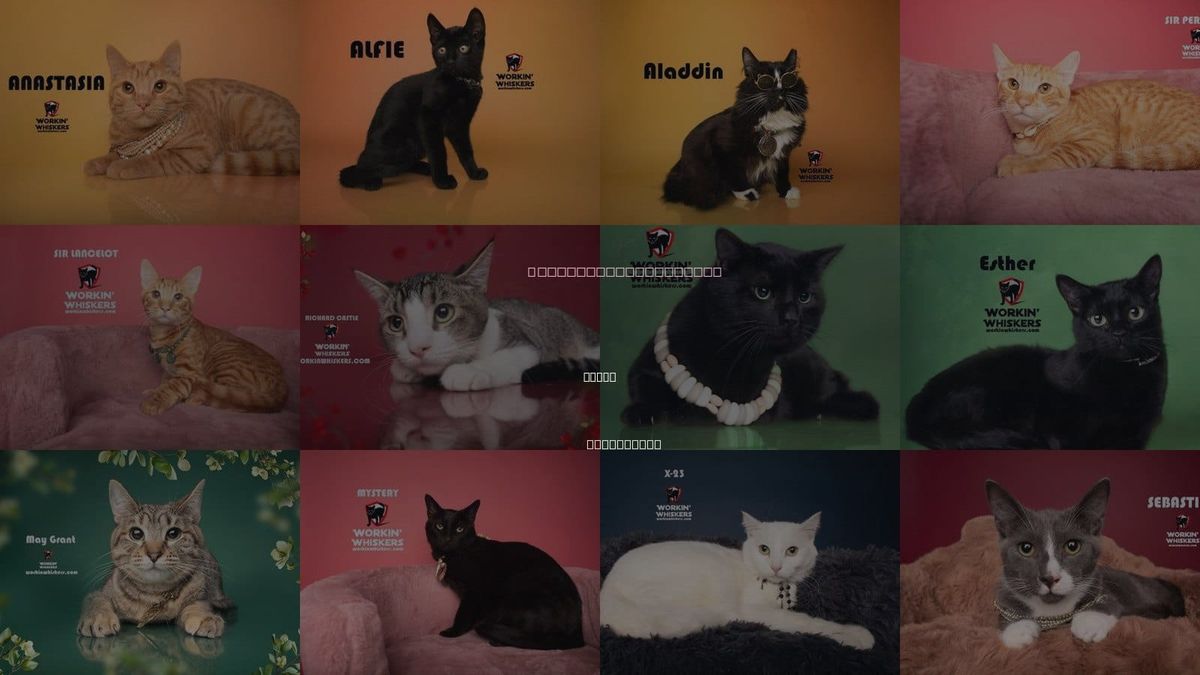 Cats for Adoption in Hemet, California