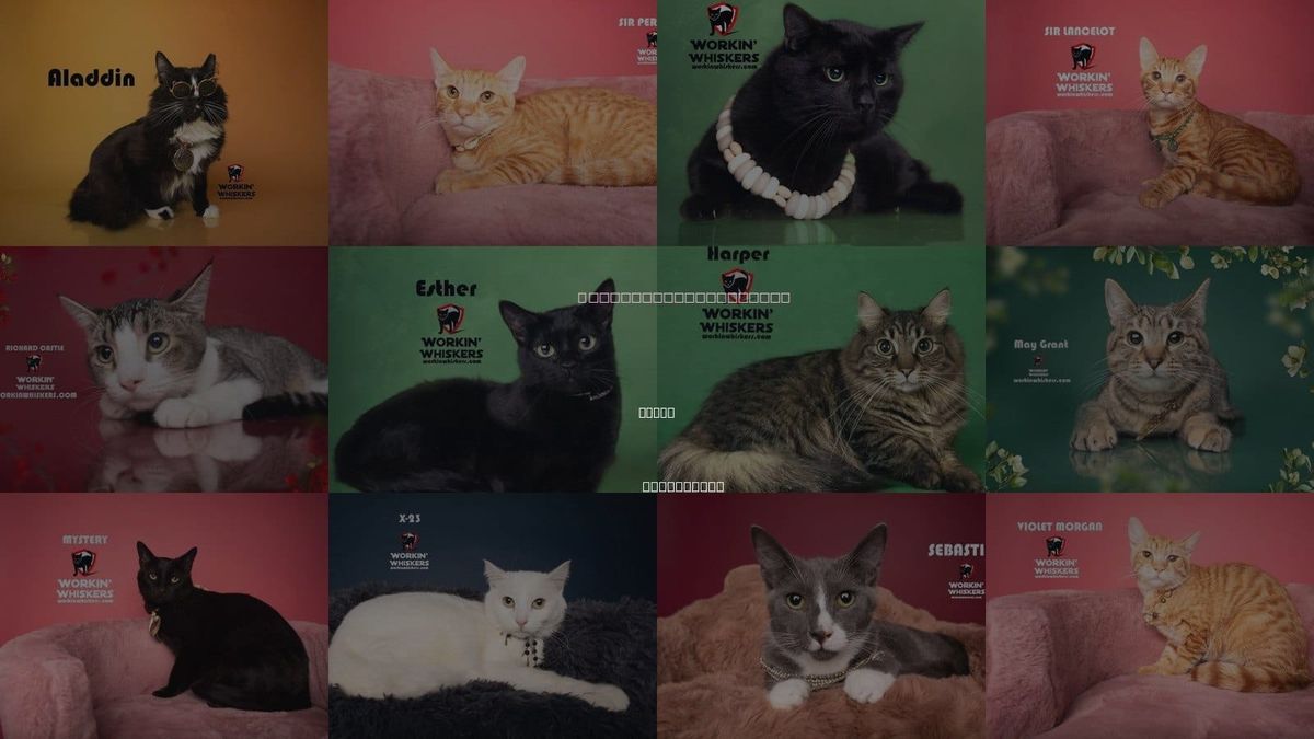 Cats for Adoption in Hemet, California