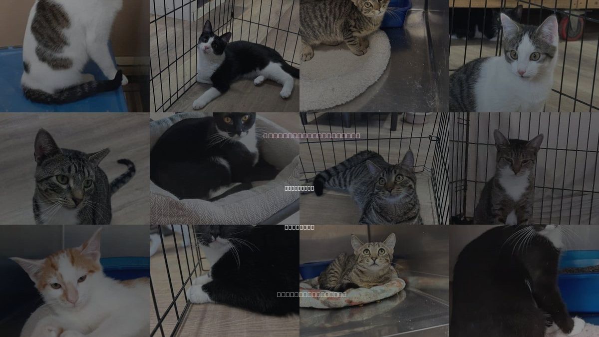Cats for Adoption in Hempstead, New York