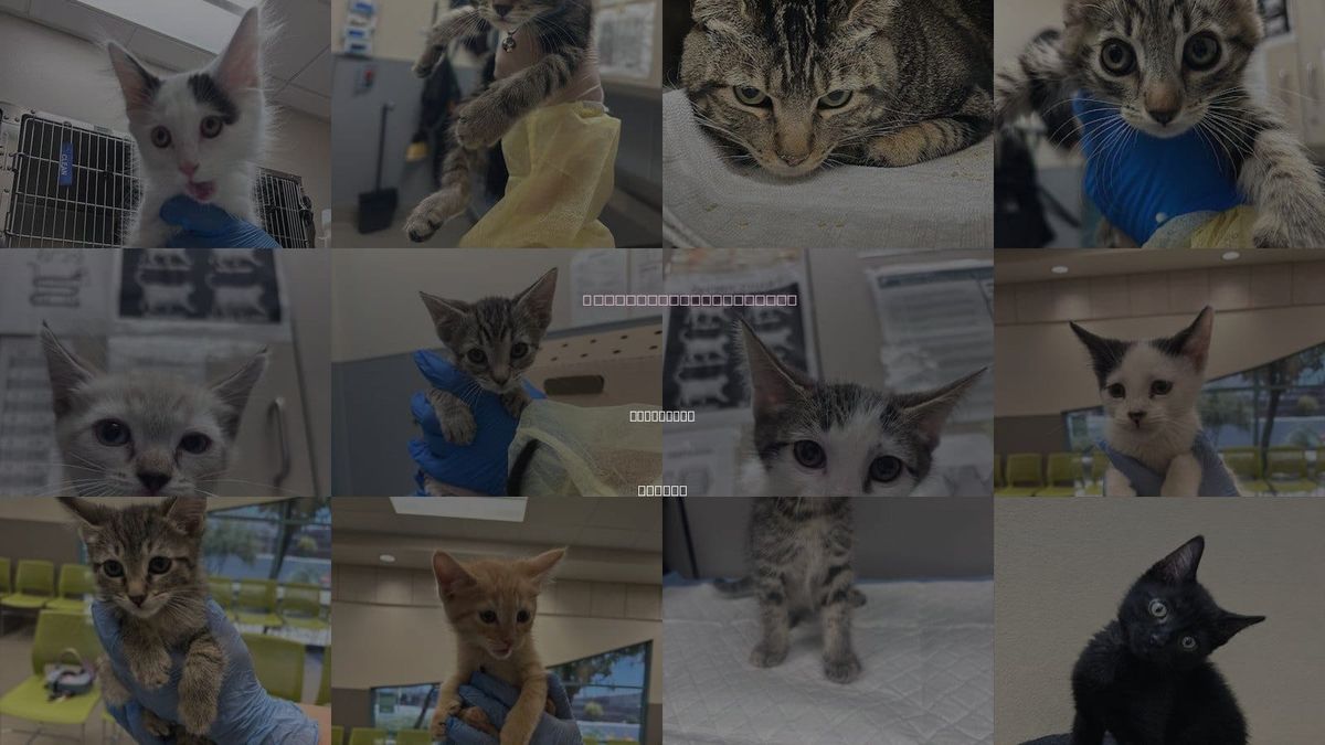 Cats for Adoption in Henderson, Nevada