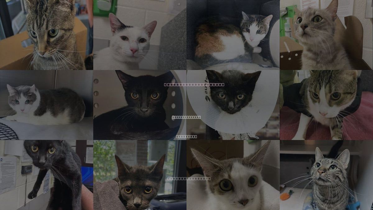 Cats for Adoption in Hendersonville, Tennessee
