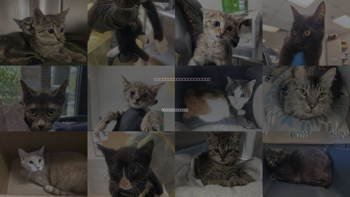 Cats for Adoption in Hendersonville, Tennessee