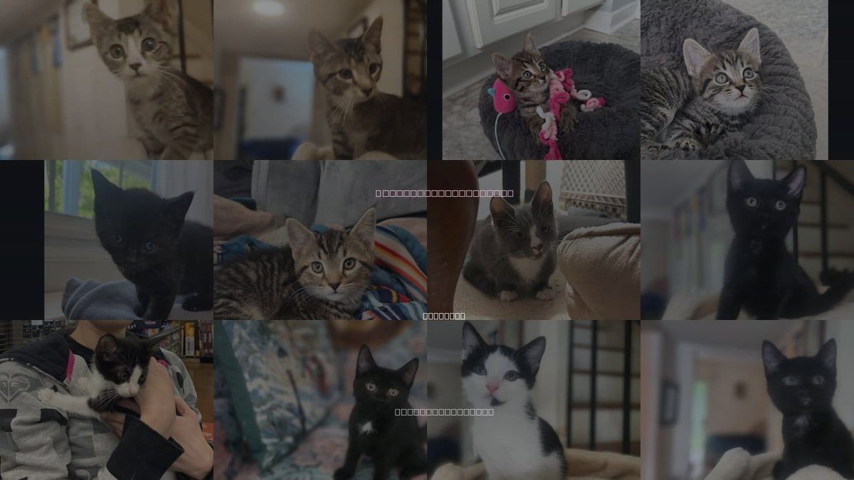 Cats for Adoption in Henrico, Virginia