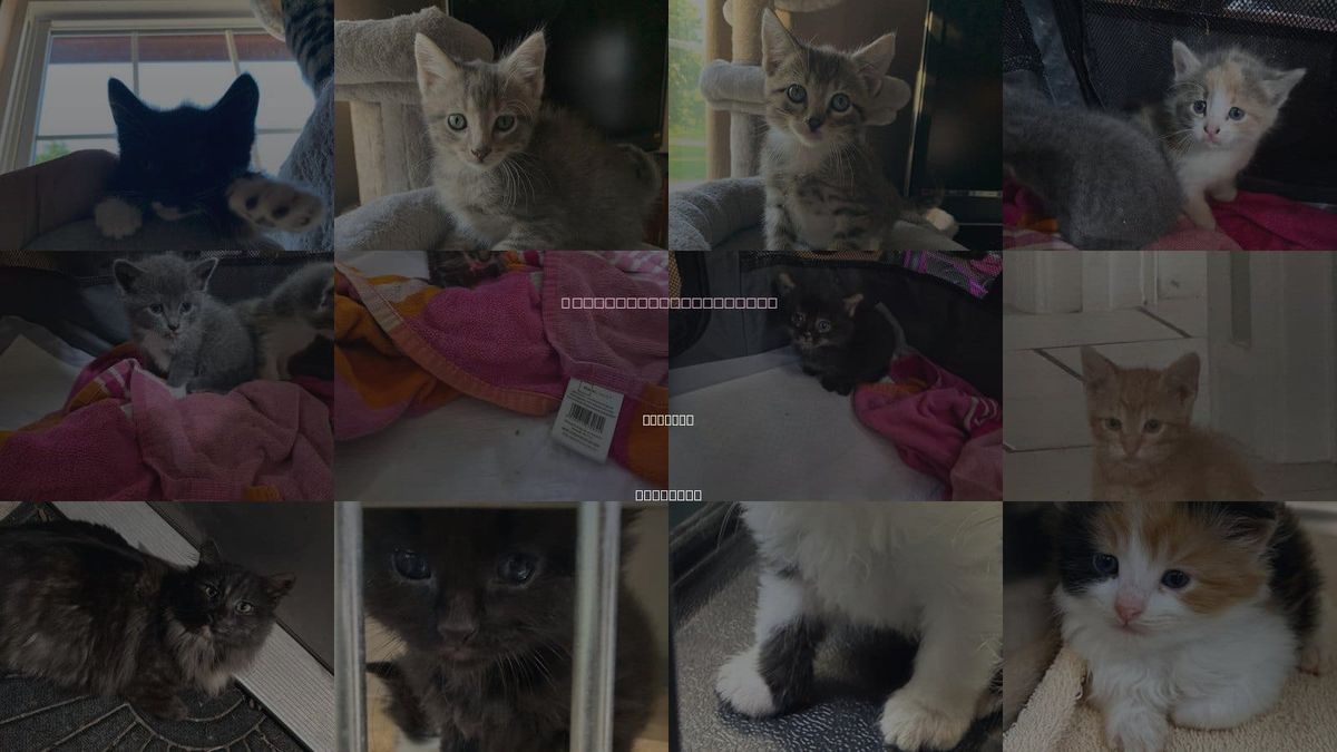 Cats for Adoption in Hermann, Missouri