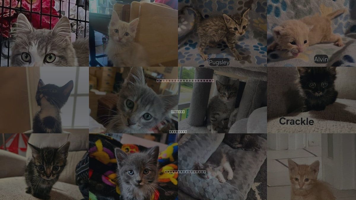 Cats for Adoption in Hermann, Missouri