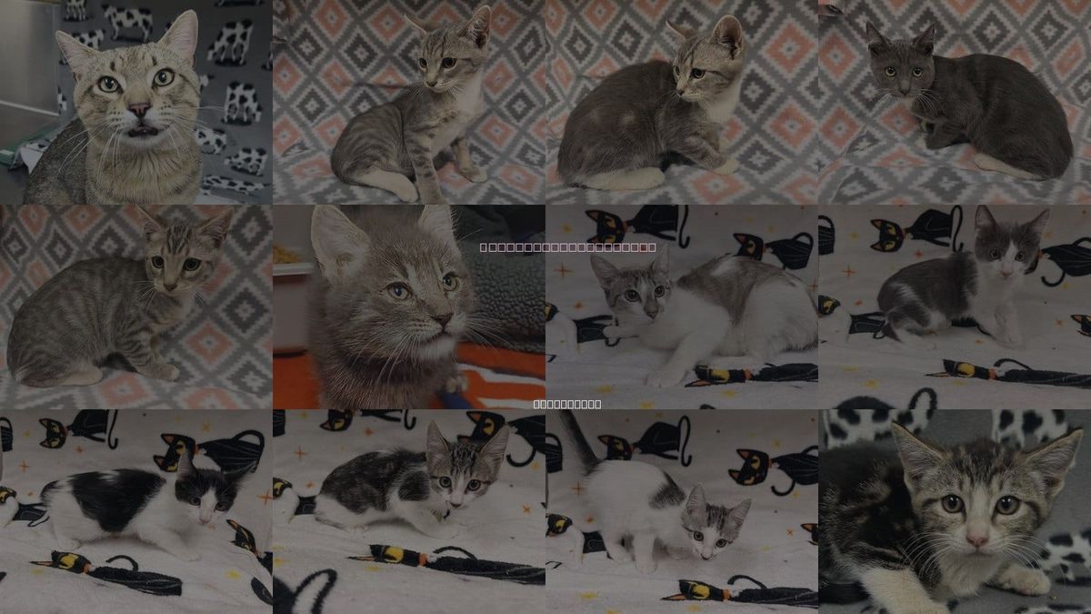 Cats for Adoption in Hesperia, California