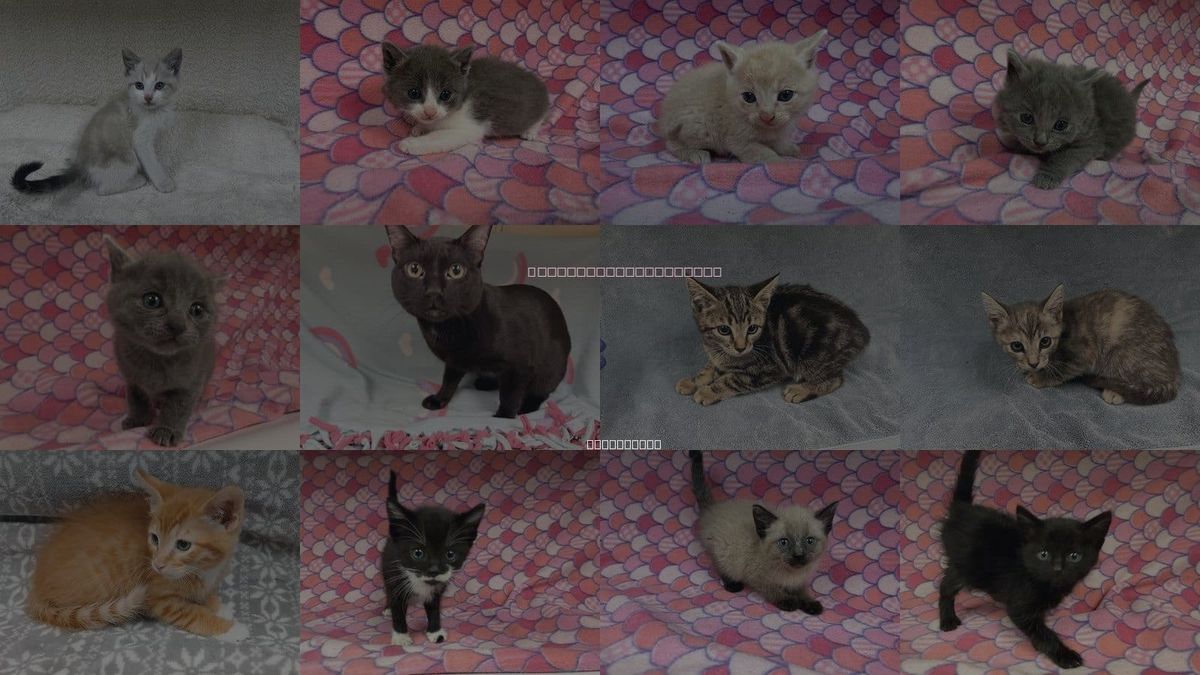 Cats for Adoption in Hesperia, California