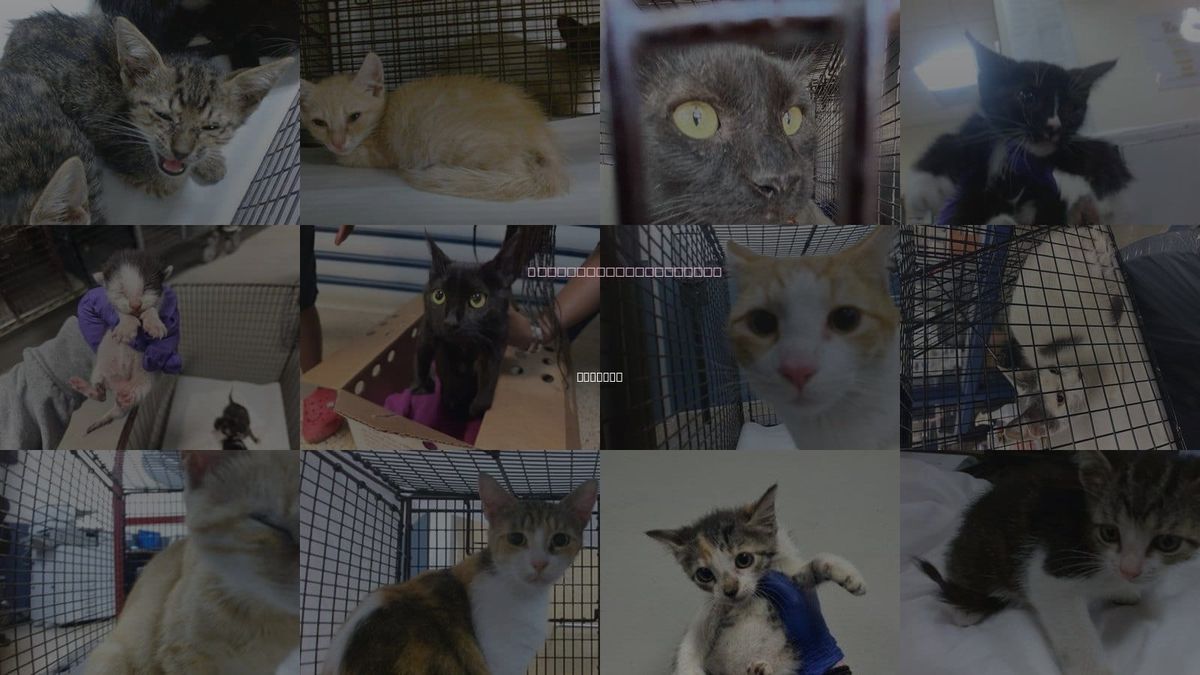 Cats for Adoption in Hialeah, Florida
