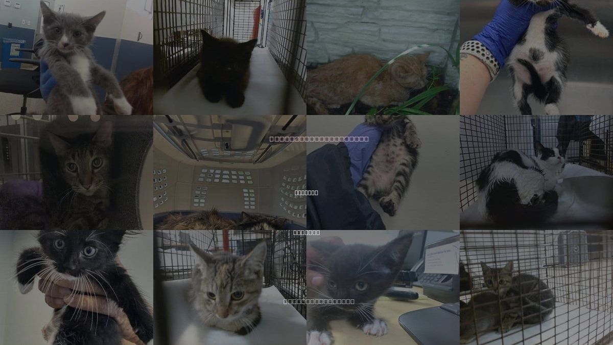 Cats for Adoption in Hialeah, Florida