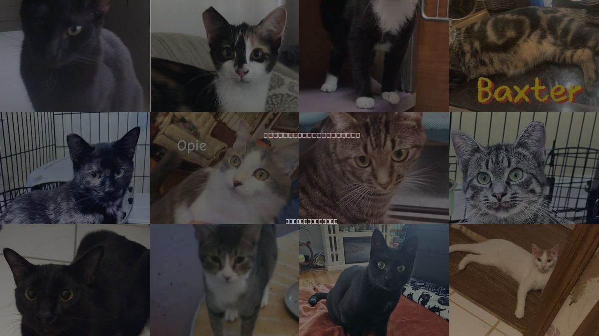 Cats for Adoption in Hickory, North Carolina