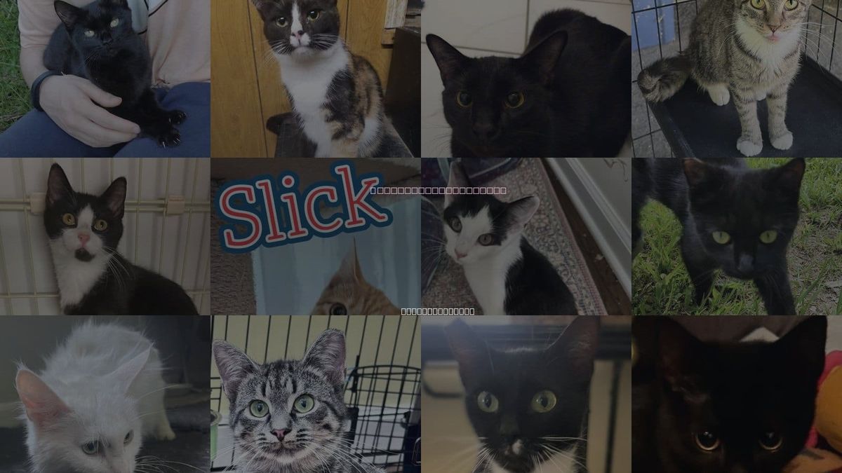 Cats for Adoption in Hickory, North Carolina