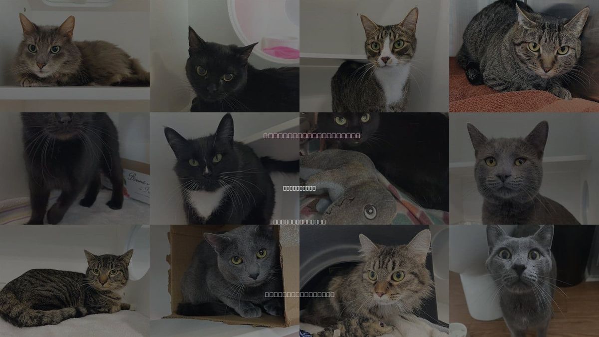 Cats for Adoption in High Point, North Carolina
