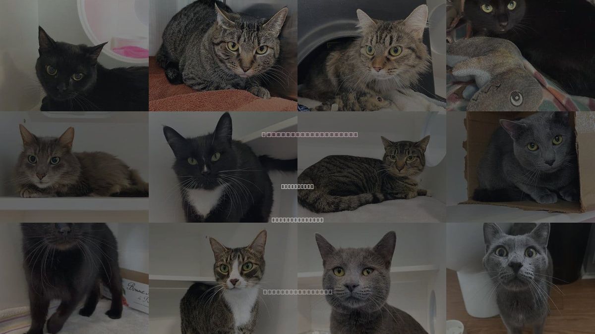 Cats for Adoption in High Point, North Carolina