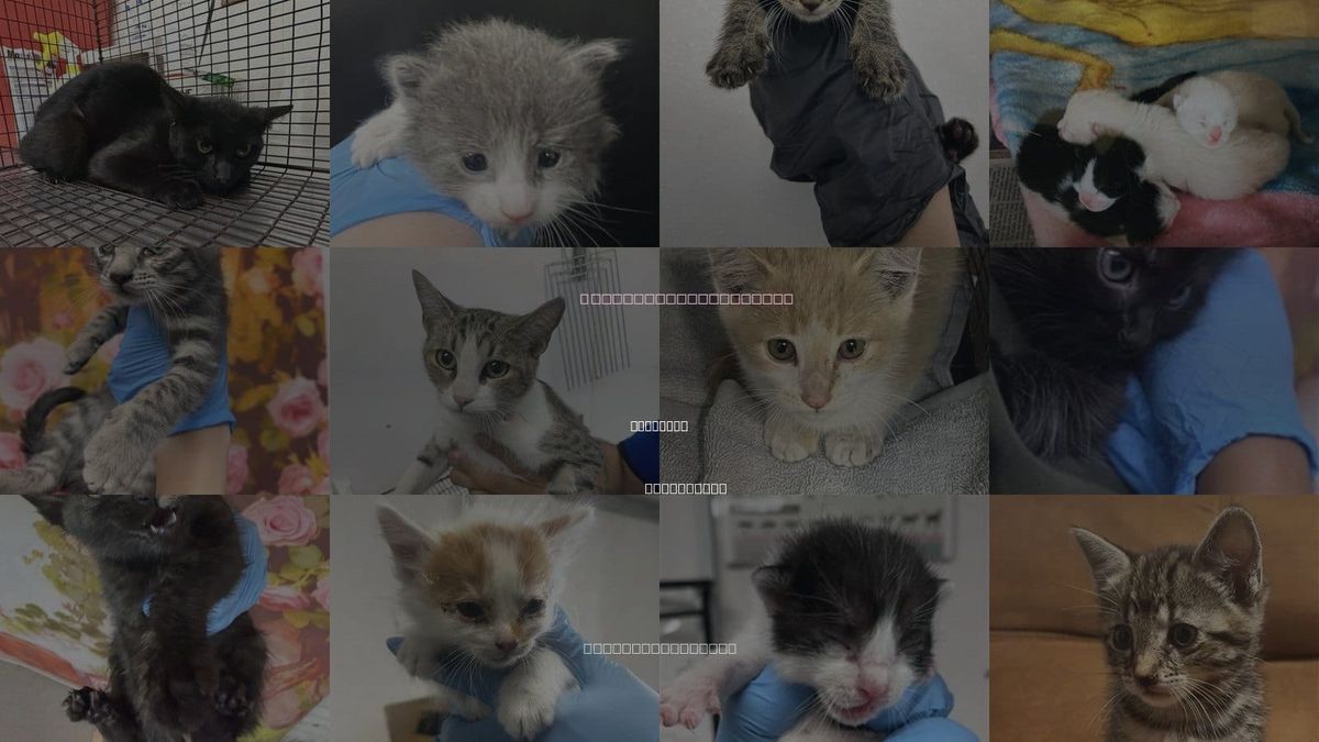 Cats for Adoption in Highland, California