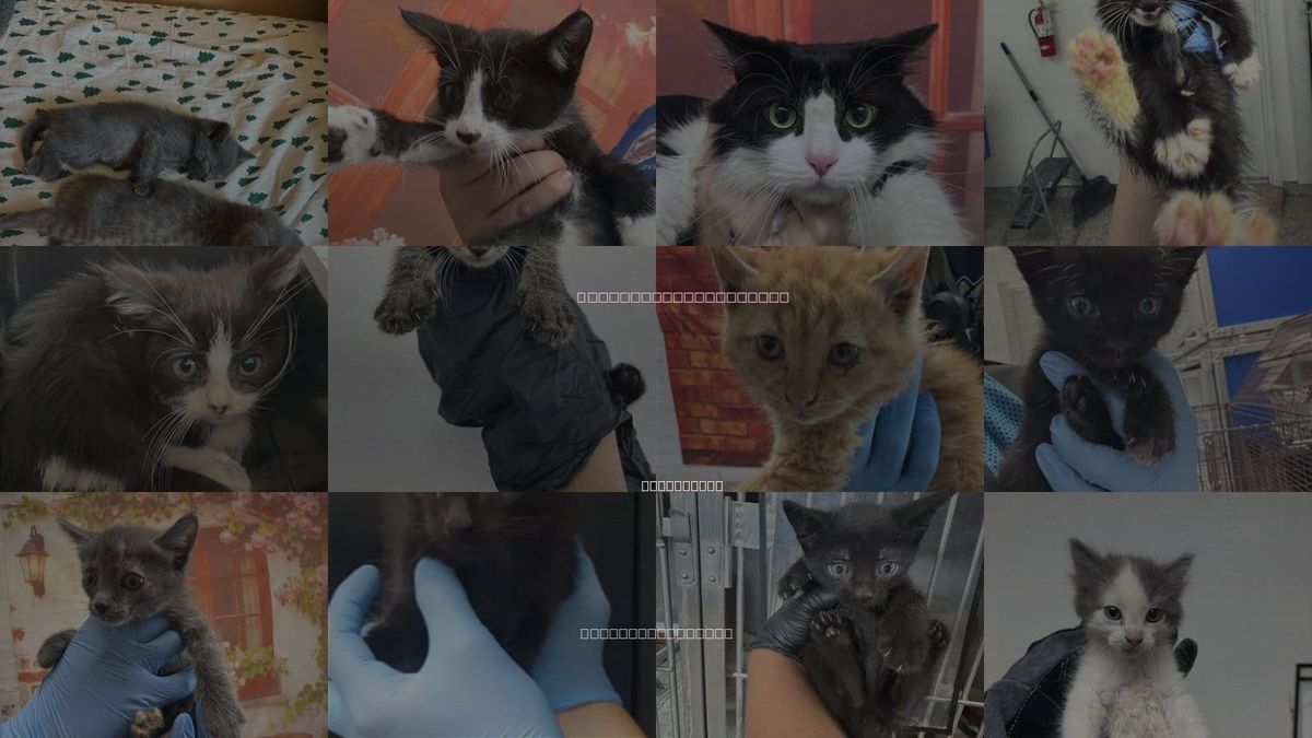 Cats for Adoption in Highland, California