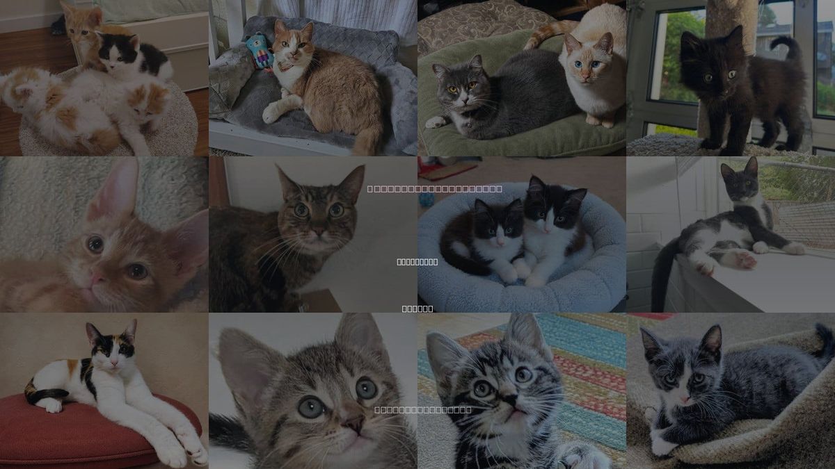 Cats for Adoption in Hillsboro, Oregon