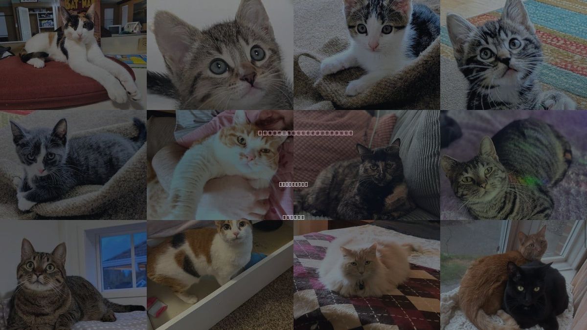 Cats for Adoption in Hillsboro, Oregon