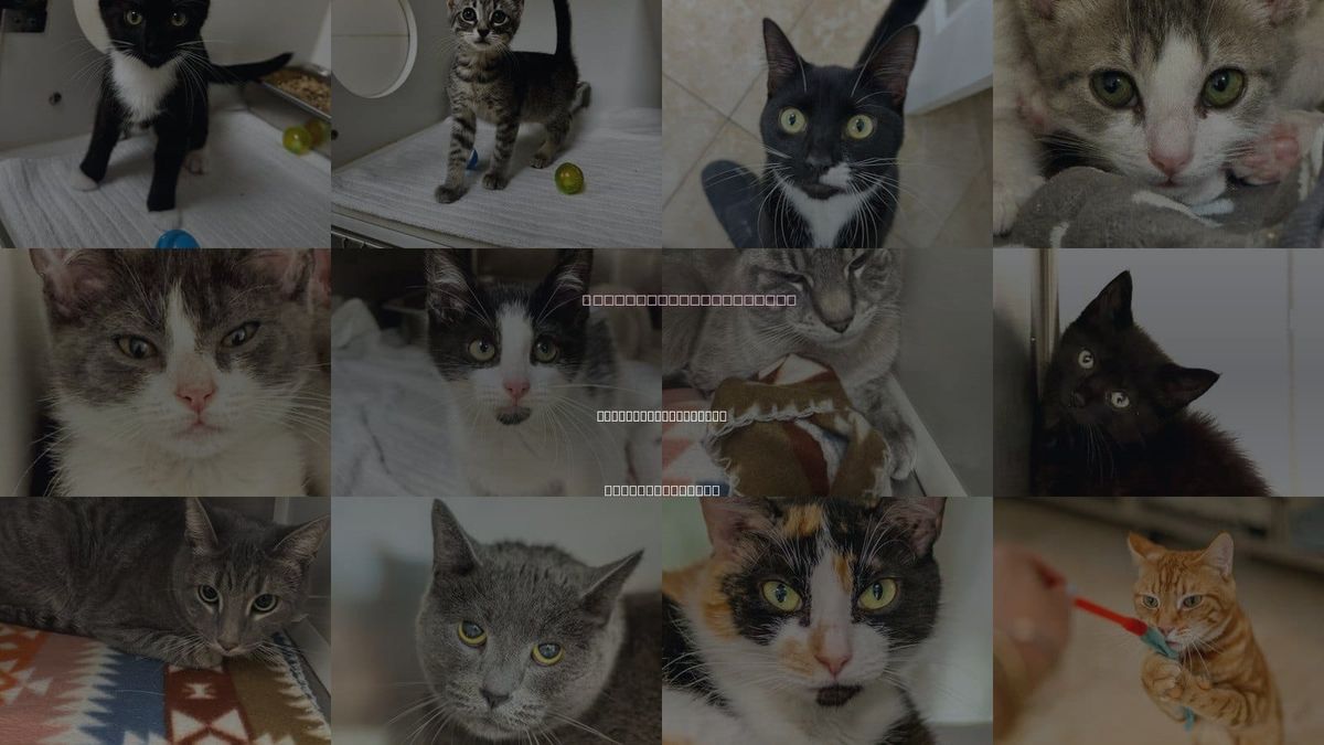 Cats for Adoption in Hilton Head Island, South Carolina