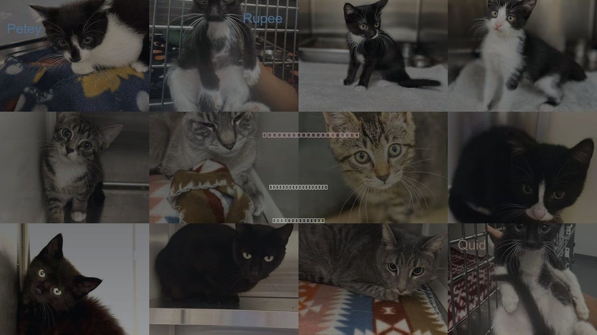 Cats for Adoption in Hilton Head Island, South Carolina