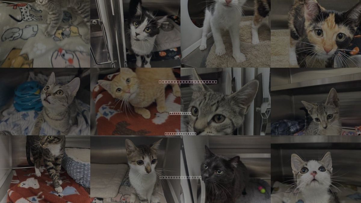 Cats for Adoption in Hilton Head, South Carolina