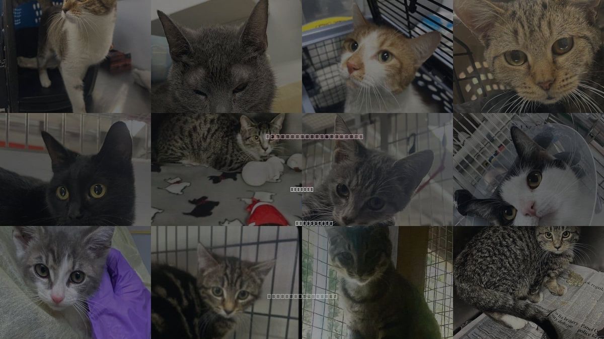 Cats for Adoption in Hoboken, New Jersey