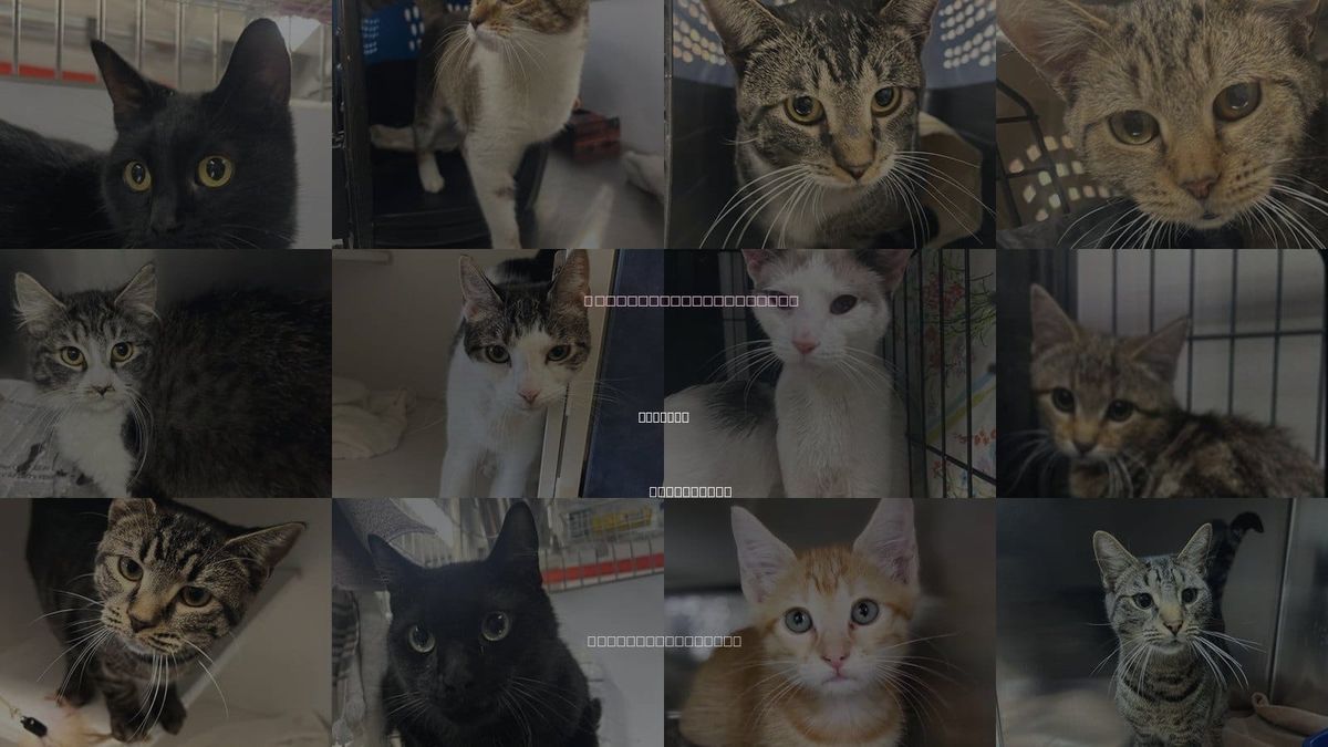 Cats for Adoption in Hoboken, New Jersey