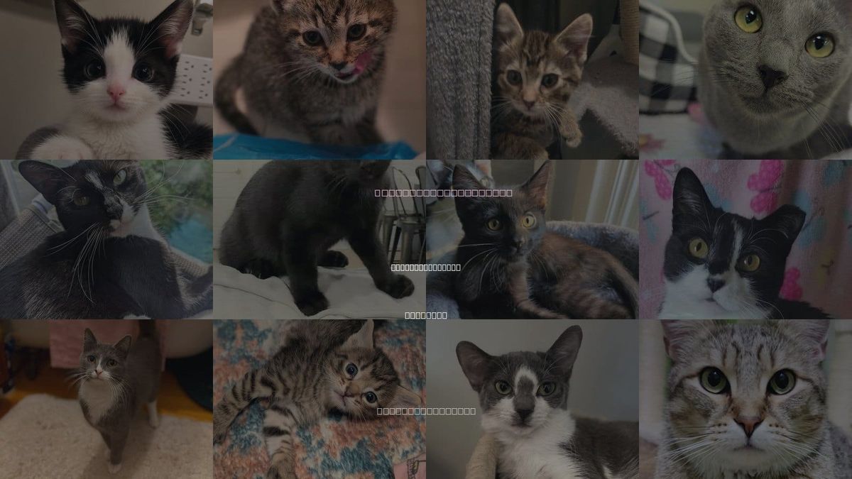 Cats for Adoption in Hoffman Estates, Illinois