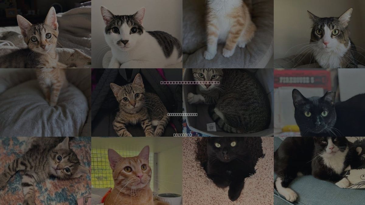 Cats for Adoption in Hoffman Estates, Illinois