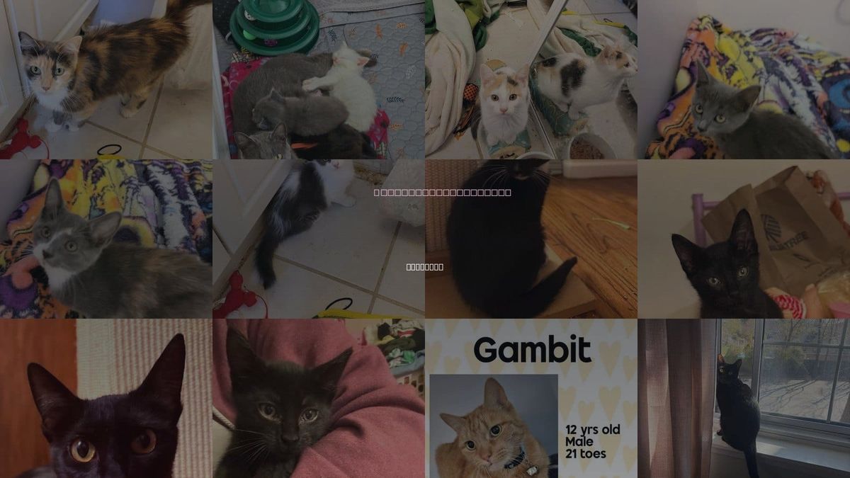 Cats for Adoption in Holbrook , New York