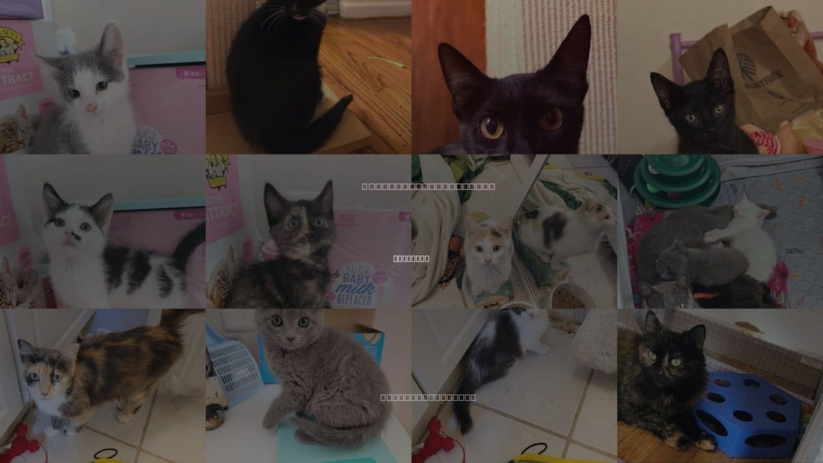 Cats for Adoption in Holbrook , New York
