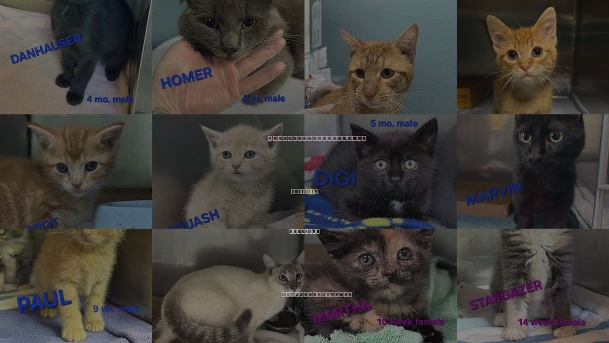 Cats for Adoption in Holbrook , New York