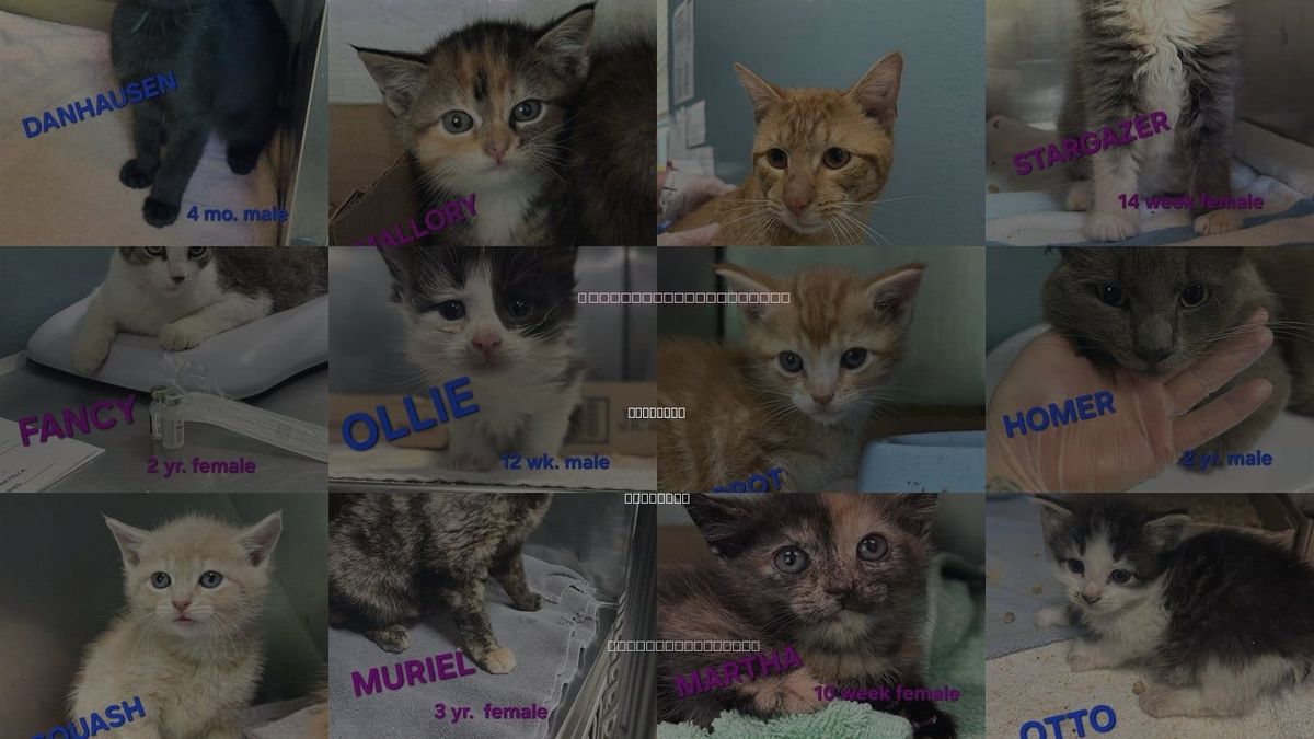 Cats for Adoption in Holbrook , New York