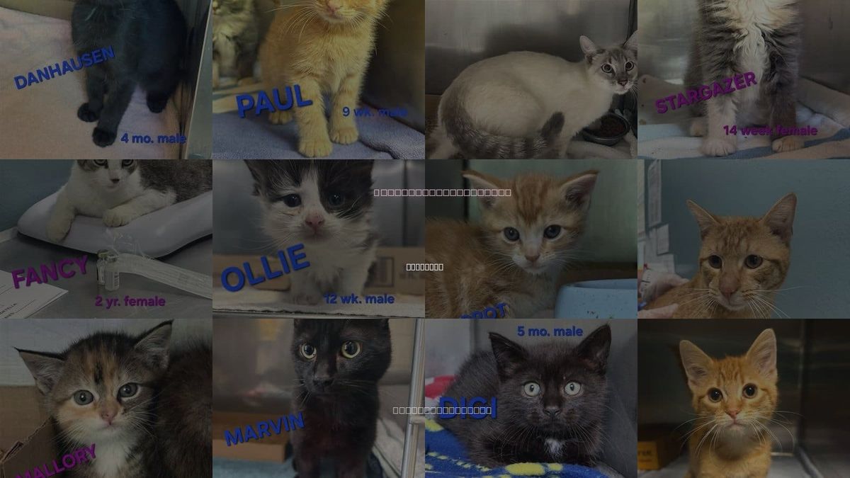 Cats for Adoption in Holbrook , New York
